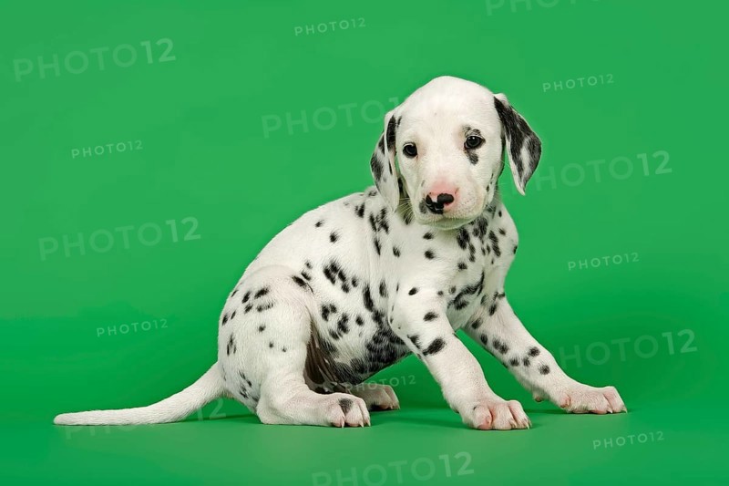 Dalmatian puppy