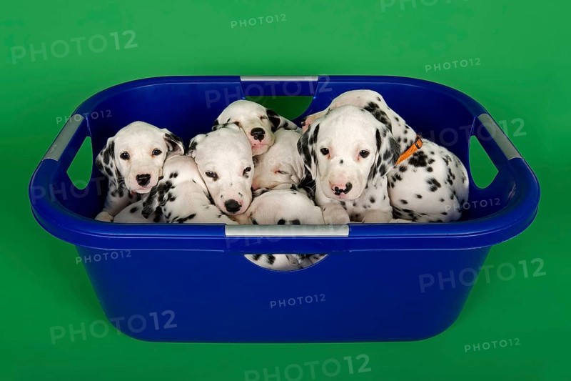 Dalmatian puppies