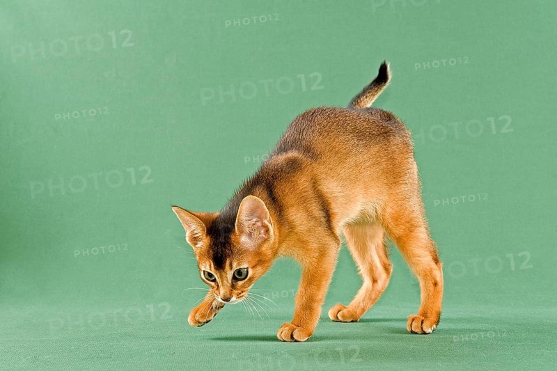 Abyssinian kitten