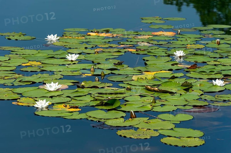 White water lilies (Nymphaea alba)