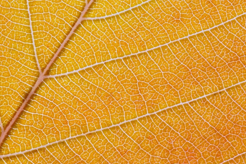 Macro shot of the lamina of a tree leaf