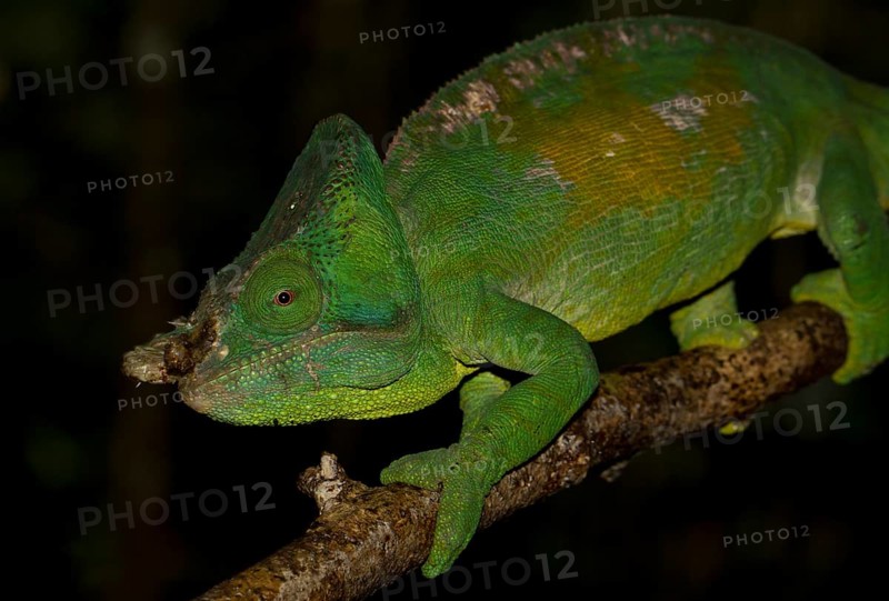 Parson's Chameleon (Calumma parsonii cristifer) in the rainforest of Andasibe