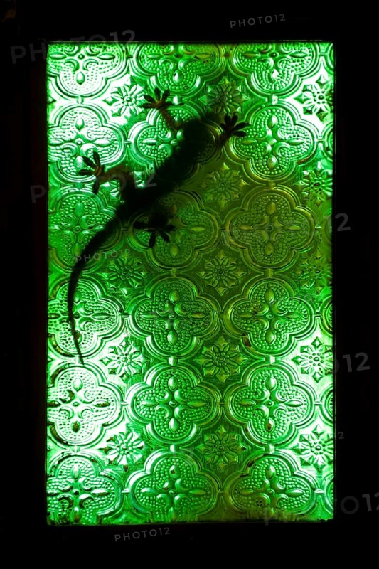 A gecko on a window of green glass
