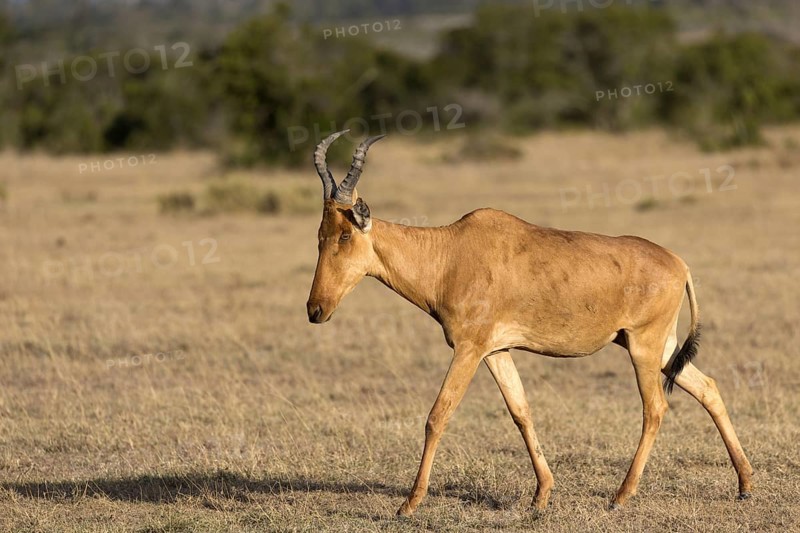 Coke's Hartebeest (Alcelaphus buselaphus cokii) adult