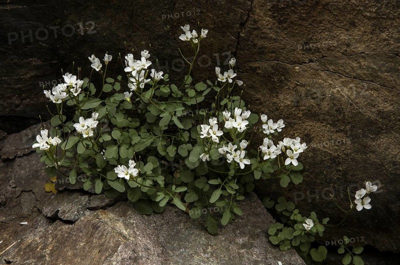 A bitter-cress