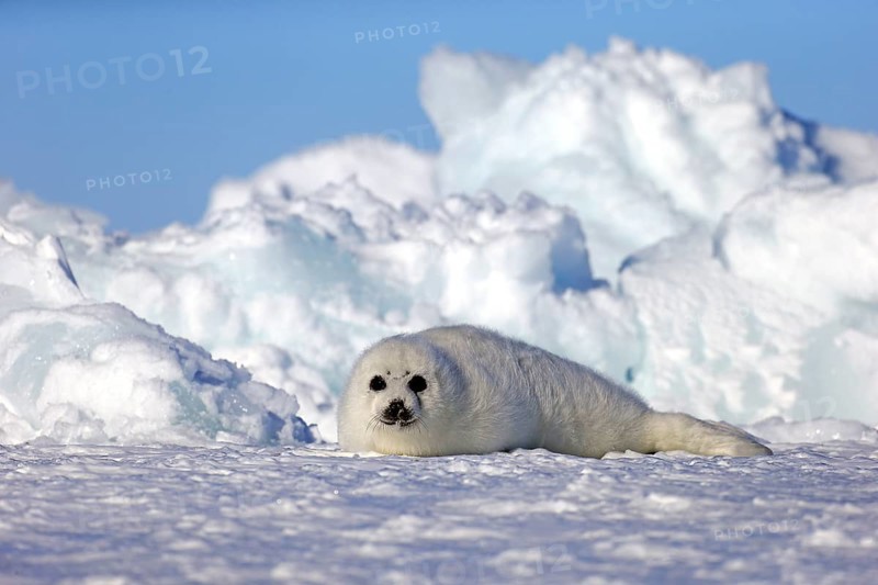 Harp Seal or Saddleback Seal (Pagophilus groenlandicus