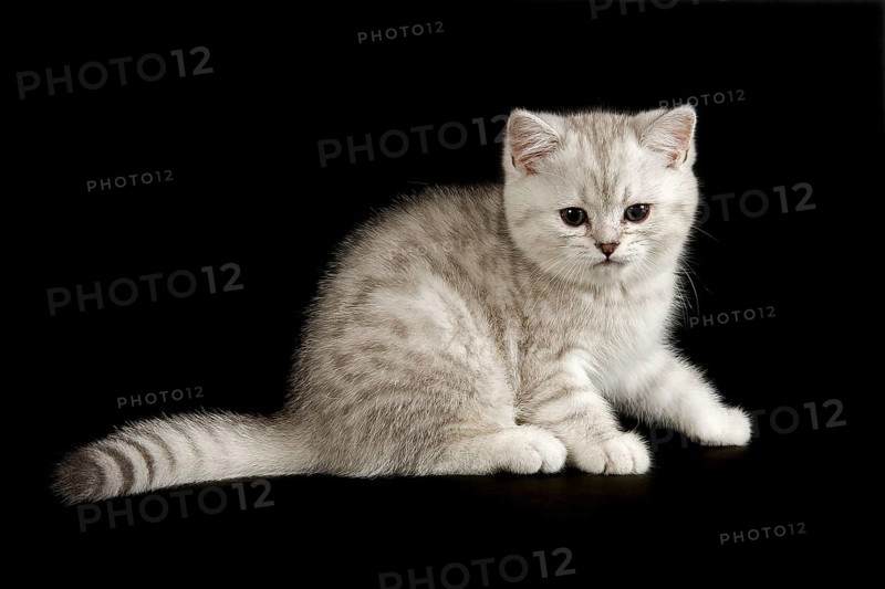Selkirk Rex