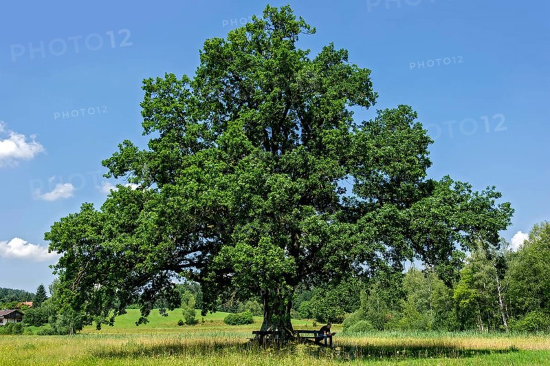 Oak (Quercus)
