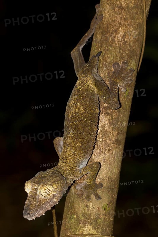 Common Flat-tail Gecko (Uroplatus fimbriatus) with regrowing tail