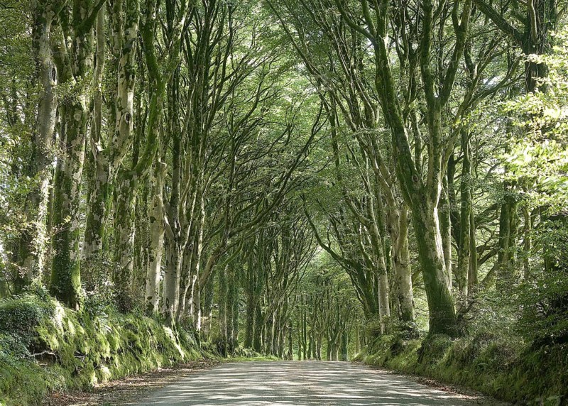Beech avenue