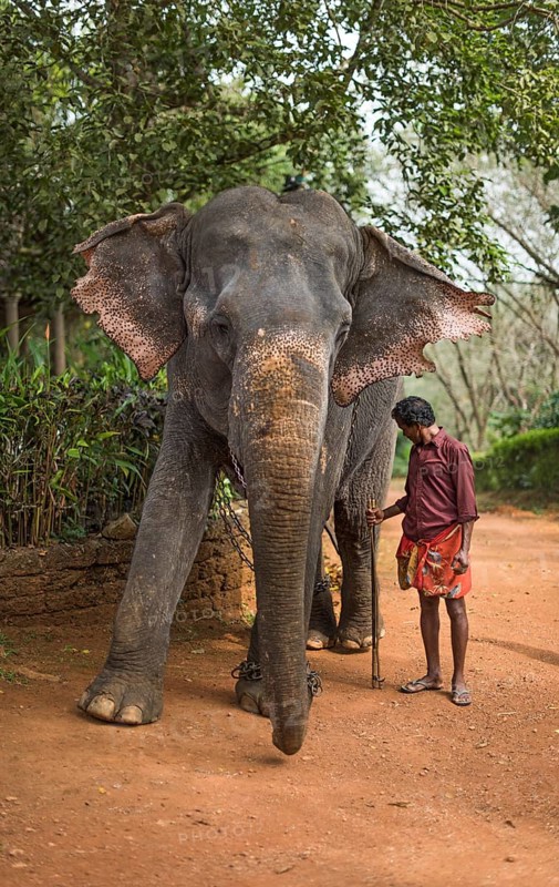 Asian Elephant (Elephas maximus)