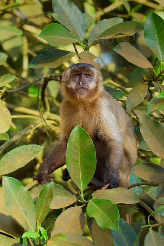 Tufted Capuchin (Cebus apella)