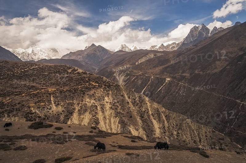Yaks grazing in front of mountains