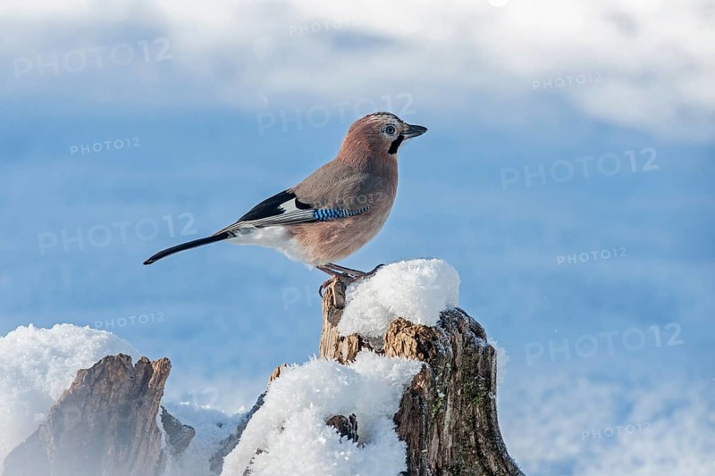 Jay (Garrulus glandarius)