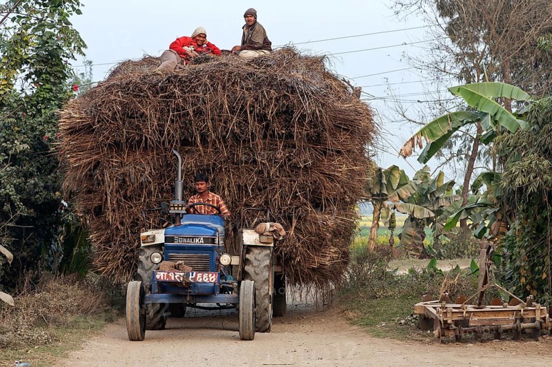 Tractor with trailer loaded with reeds in Sauraha