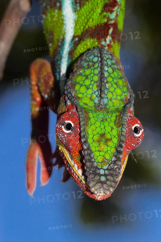 Panther Chameleon (Furcifer pardalis)