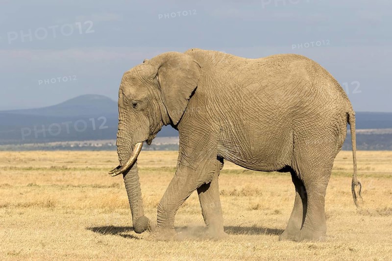 African Elephant (Loxodonta africana) adult
