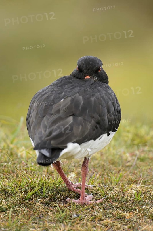 Eurasian Oystercatcher (Haematopus ostralegus) adult