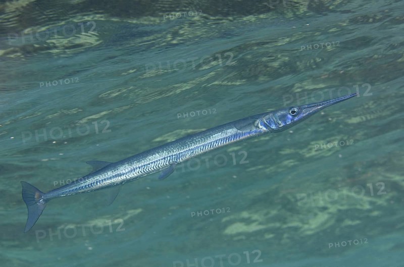 Reef Needlefish (Strongylura incisa)