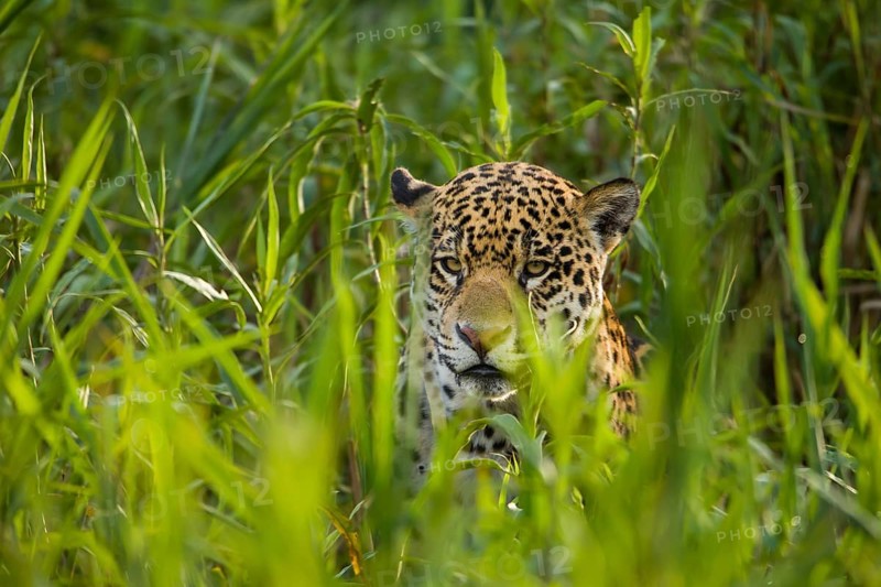 Jaguar (Panthera onca)