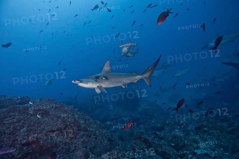 Scalloped Hammerhead Shark (Sphyrna lewini)