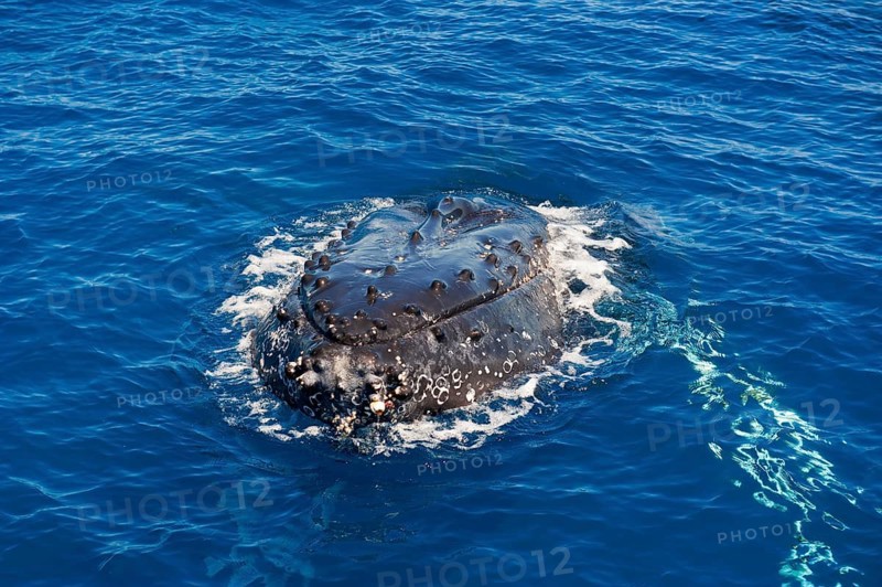 Head of a Humpback Whale (Megaptera novaeangliae)