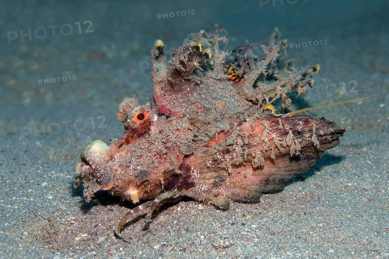 Filament-finned stinger (Inimicus filamentosus)