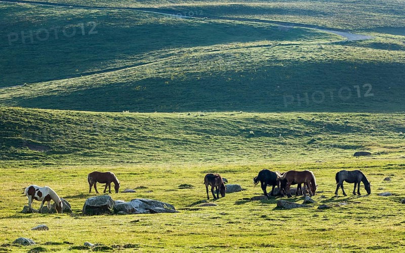 Horses on the Pla de Beret plateau