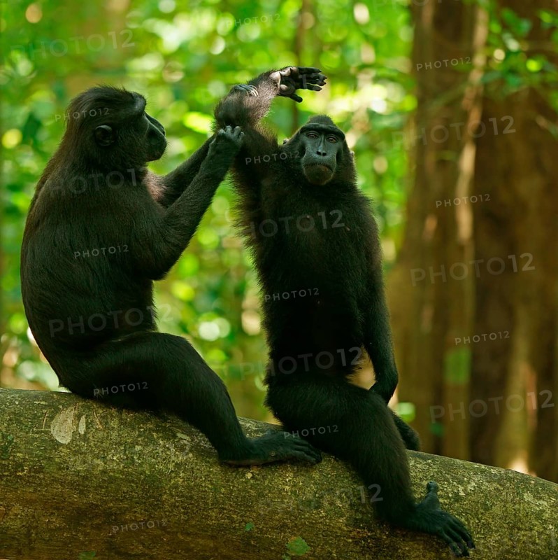 Two Celebes Crested Macaques (Macaca nigra)