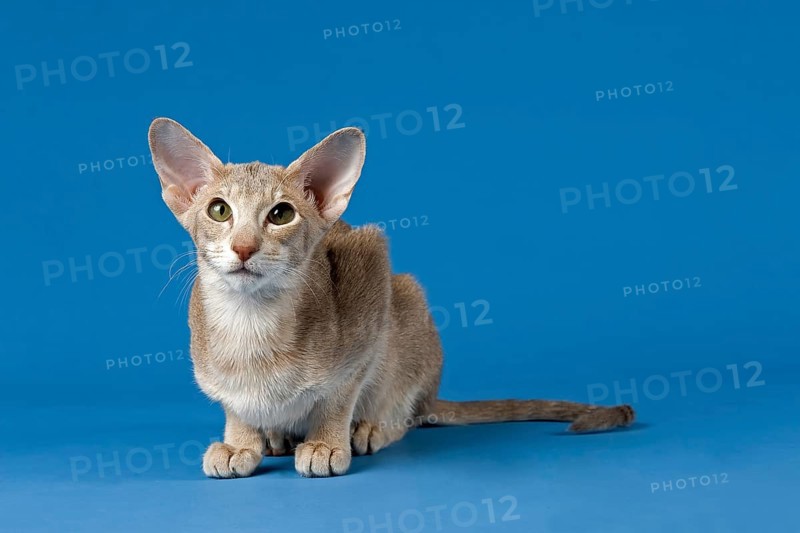 Oriental Shorthair cat