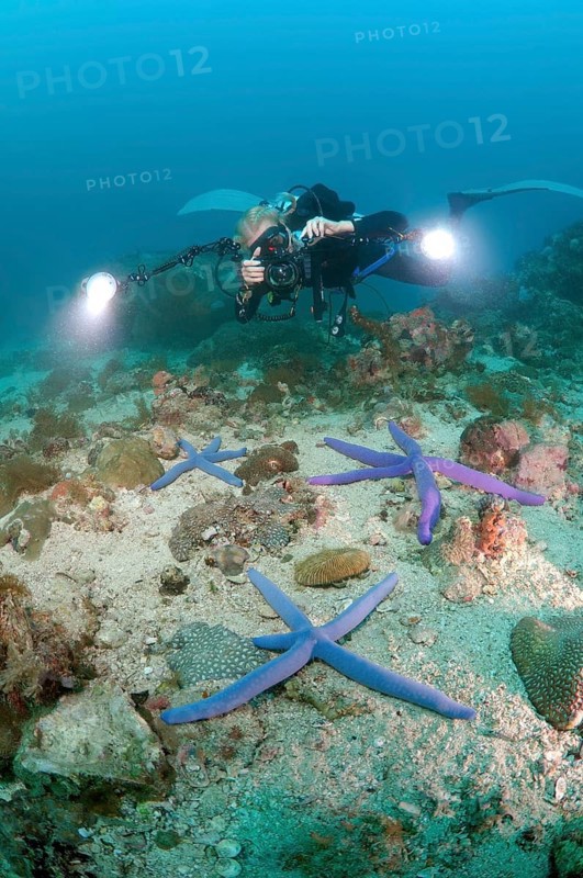 Woman diver photographing Blue Star starfish (Linckia laevigata)