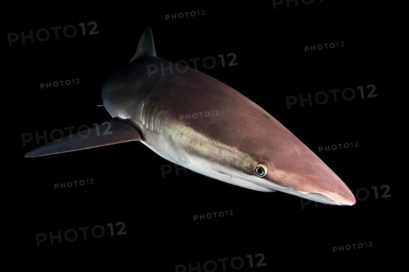 Silky Shark (Carcharhinus falciformis)