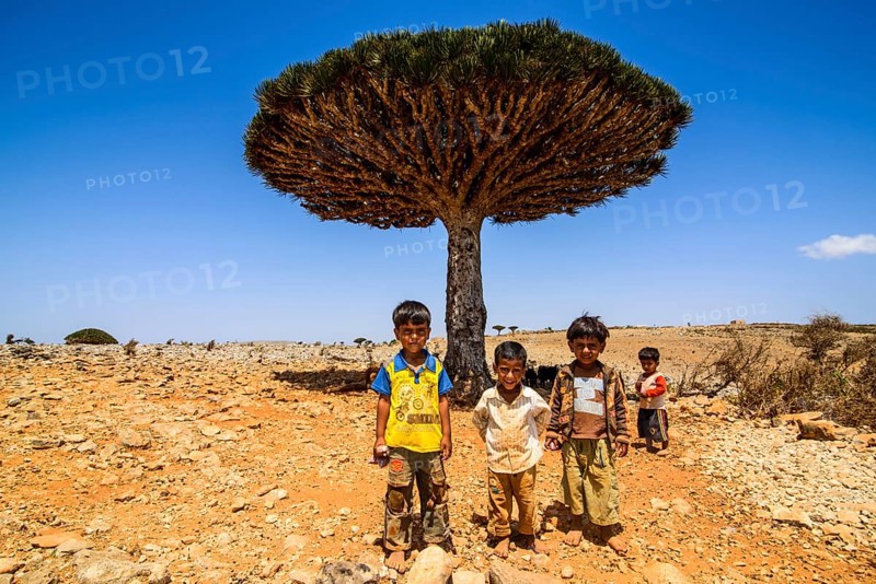 Local children in front of a Socotra Dragon Tree or Dragon Blood Tree (Dracaena cinnabari)