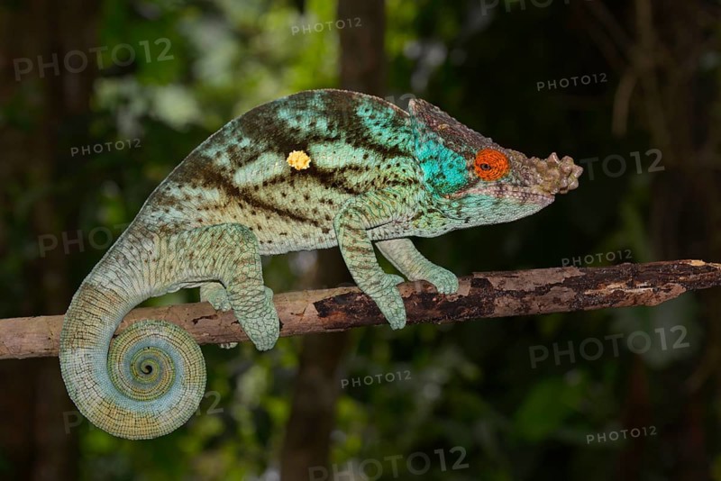 Parson's Chameleon (Calumma parsonii)