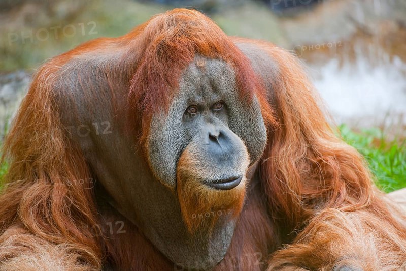 Sumatran Orangutan (Pongo abelii)