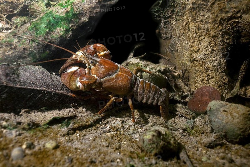 Signal crayfish (Pacifastacus leniusculus) in a mussel field
