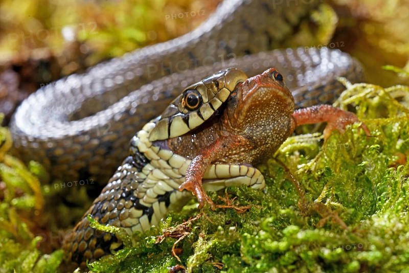 Barred grass snake (Natrix helvetica)