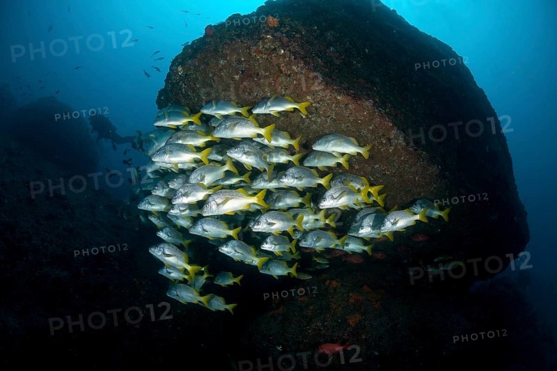 School of Burito grunts (Anisotremus interruptus) with diver