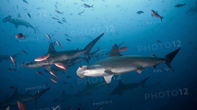 Scalloped Hammerhead Sharks (Sphyrna lewini)