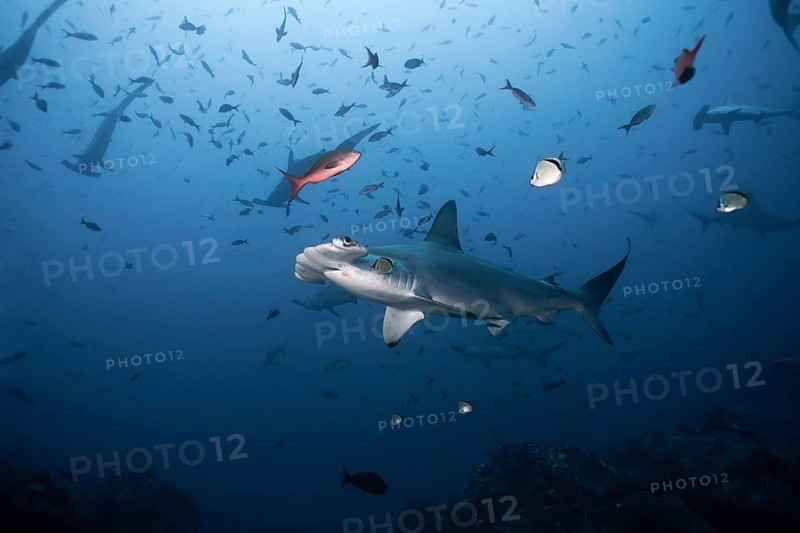 Scalloped Hammerhead Shark (Sphyrna lewini)