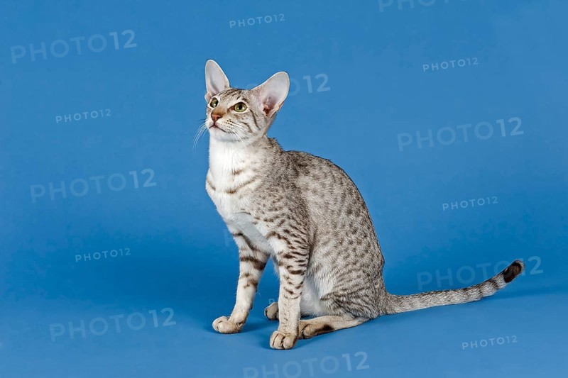 Pedigree cat