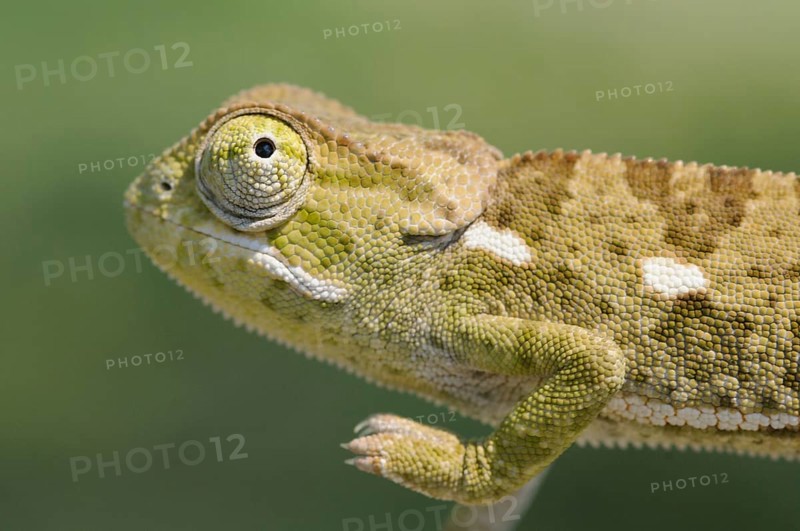 Flap-necked chameleon (Chamaeleo dilepis)