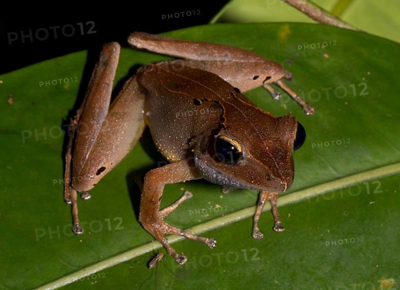 White Madagascar Frog (Gephyromantis luteus)