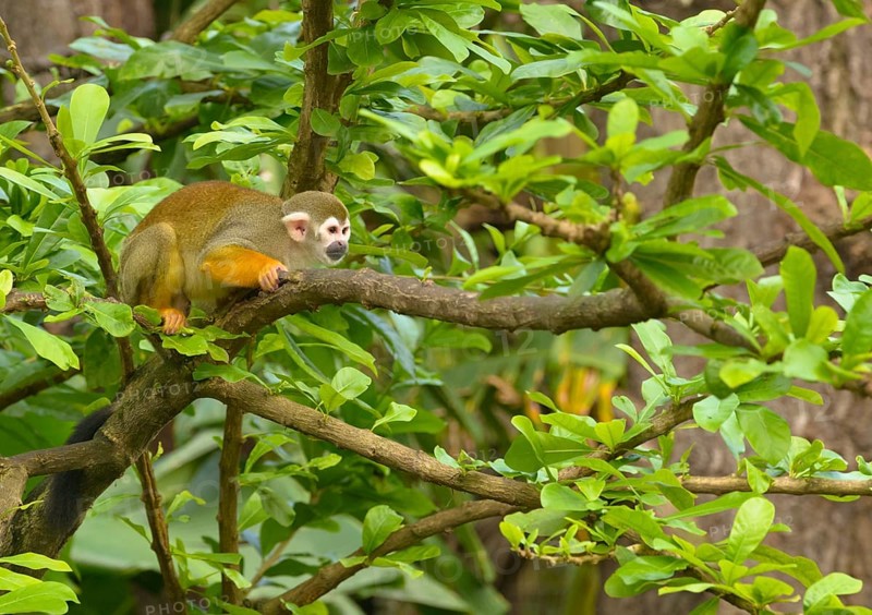 Squirrel Monkey (Saimiri sp.) on a tree branch