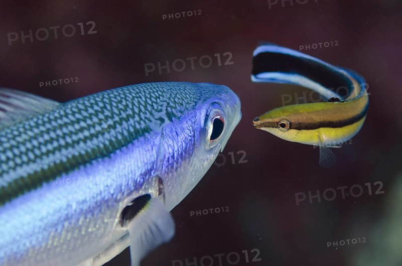 Bluestreak Cleaner Wrasse (Labroides dimidiatus) cleaning Bluestreak Fusilier (Pterocaesio tile)