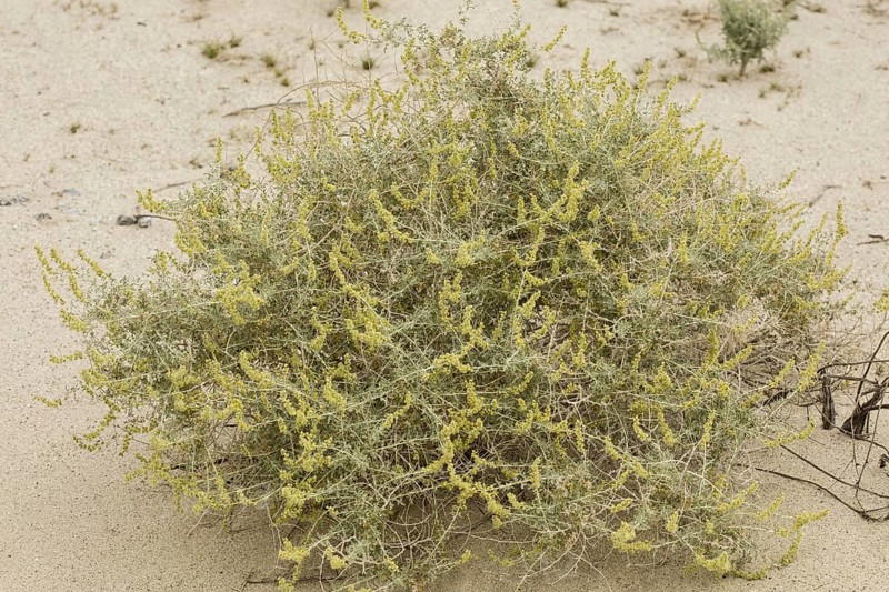 Burro bush (Ambrosia dumosa)