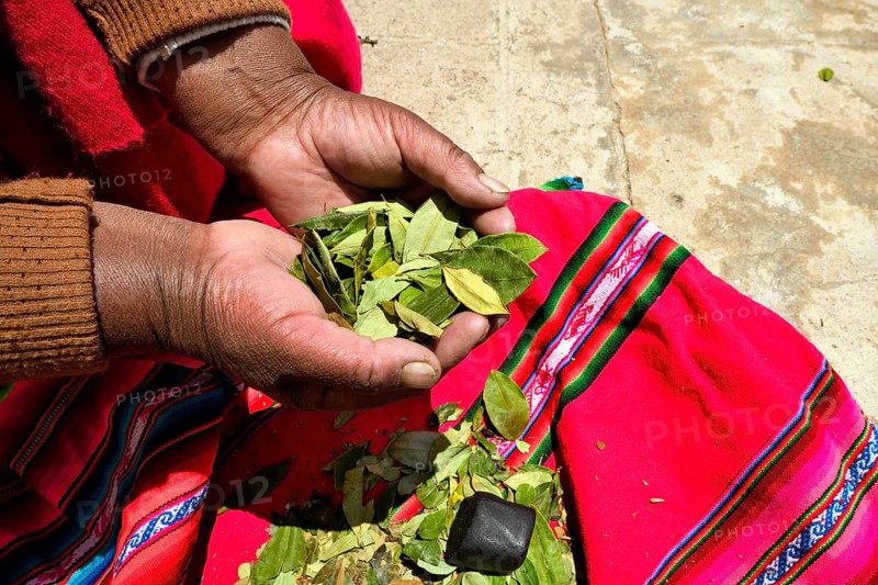 Aymara woman with coca leaves (Erythroxylum coca) in her hands