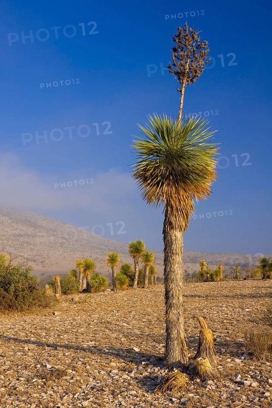 Bioconvex Denticulate Leaf-Yucca (Yucca queretaroensis) near Los Temporal