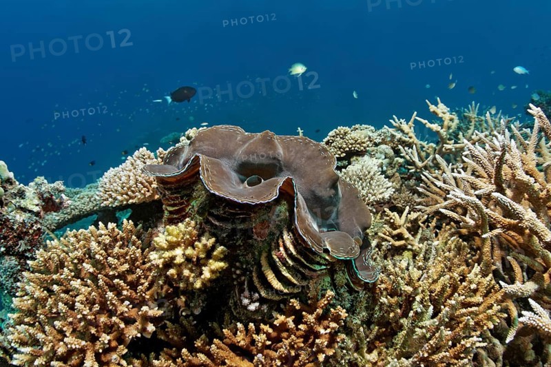 Giant Clam (Tridacna gigas)