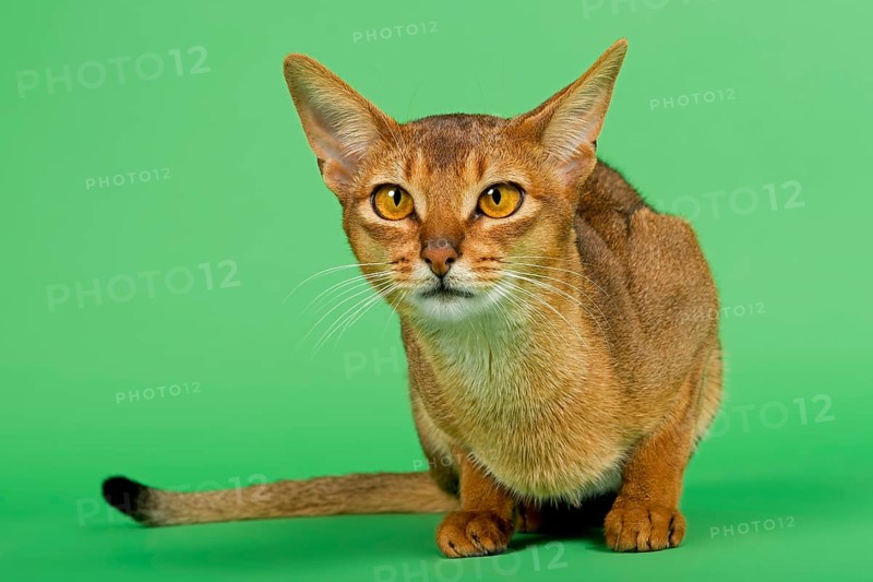 Abyssinian cat